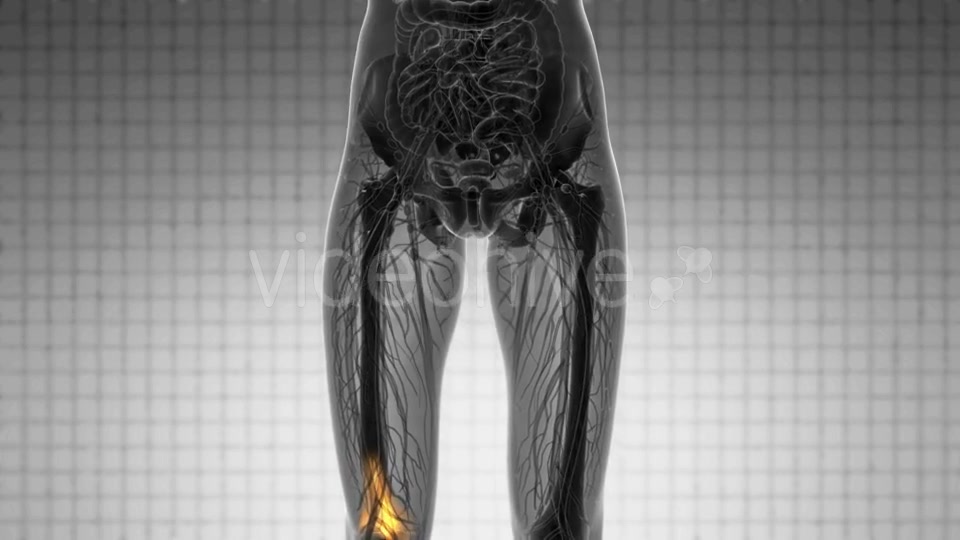 Knee Bones Anatomy - Download Videohive 20854616