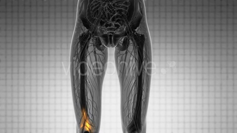 Knee Bones Anatomy - Download Videohive 20854616