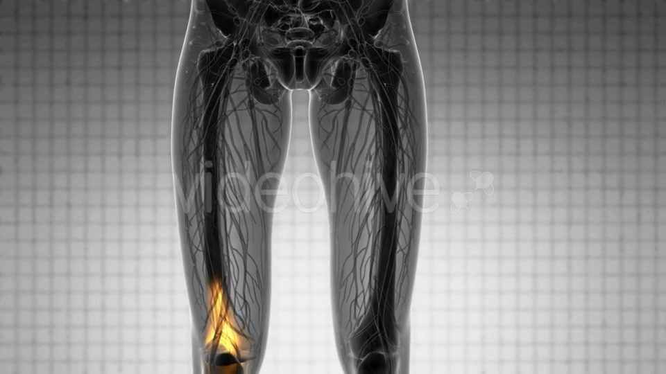 Knee Bones Anatomy - Download Videohive 20854616