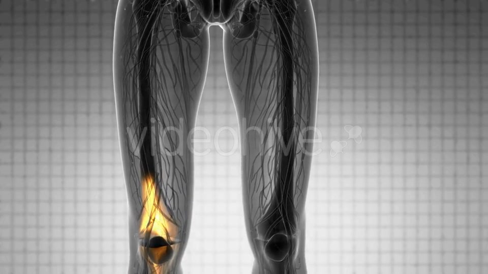 Knee Bones Anatomy - Download Videohive 20854616