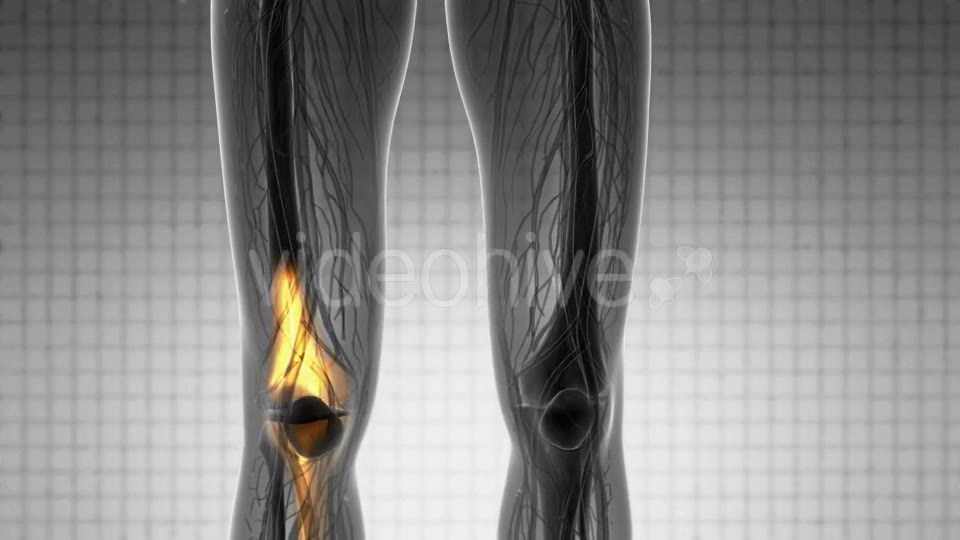 Knee Bones Anatomy - Download Videohive 20854616