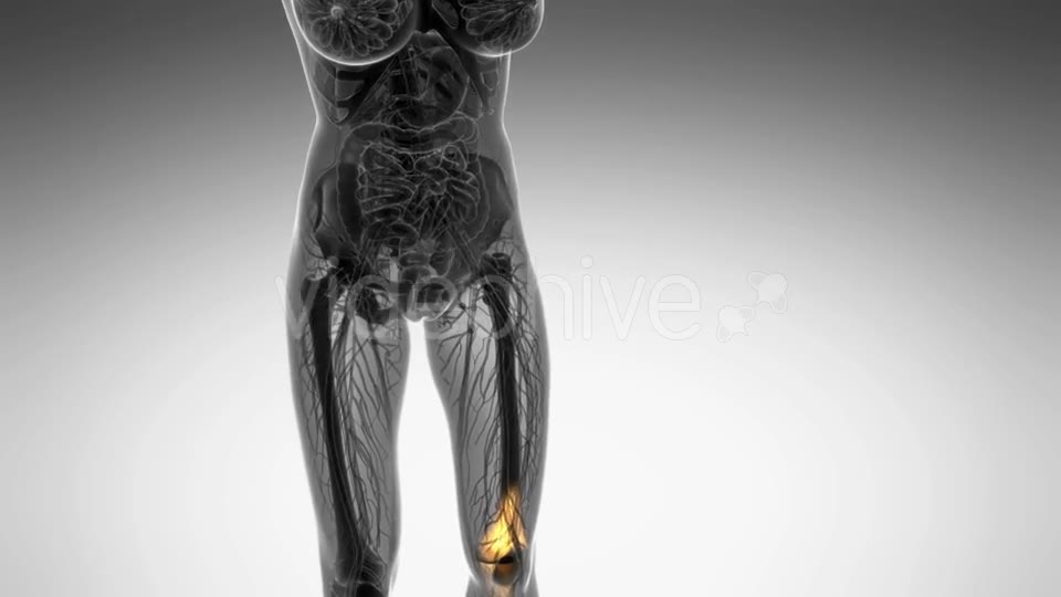 Knee Bones Anatomy - Download Videohive 20856771
