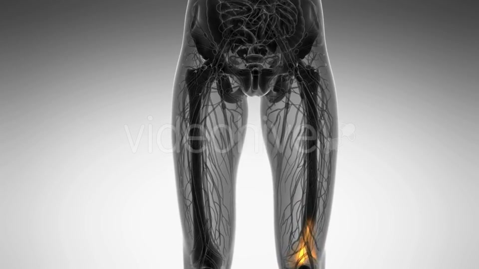 Knee Bones Anatomy - Download Videohive 20856771