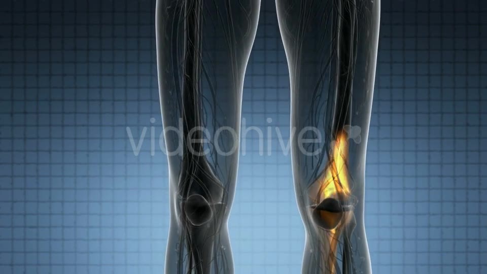 Knee Bones Anatomy - Download Videohive 20915722