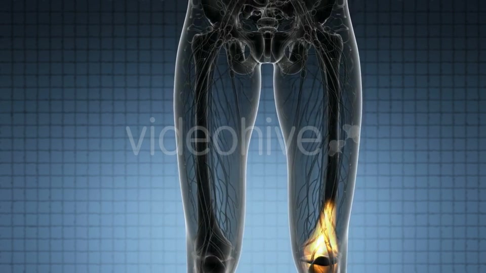 Knee Bones Anatomy - Download Videohive 20915722