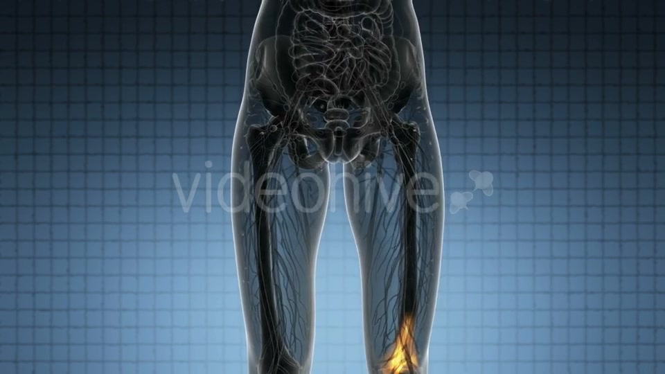 Knee Bones Anatomy - Download Videohive 20915722
