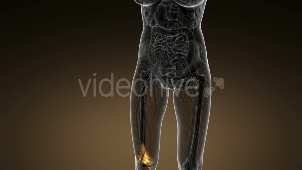 Knee Bones Anatomy - Download Videohive 20945444
