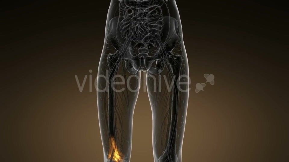 Knee Bones Anatomy - Download Videohive 20945444
