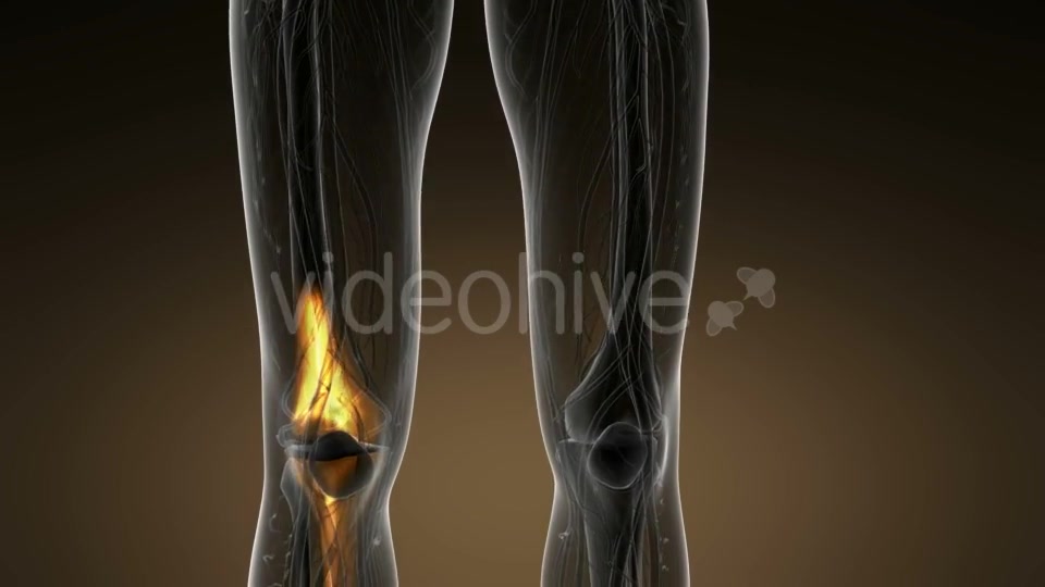 Knee Bones Anatomy - Download Videohive 20945444