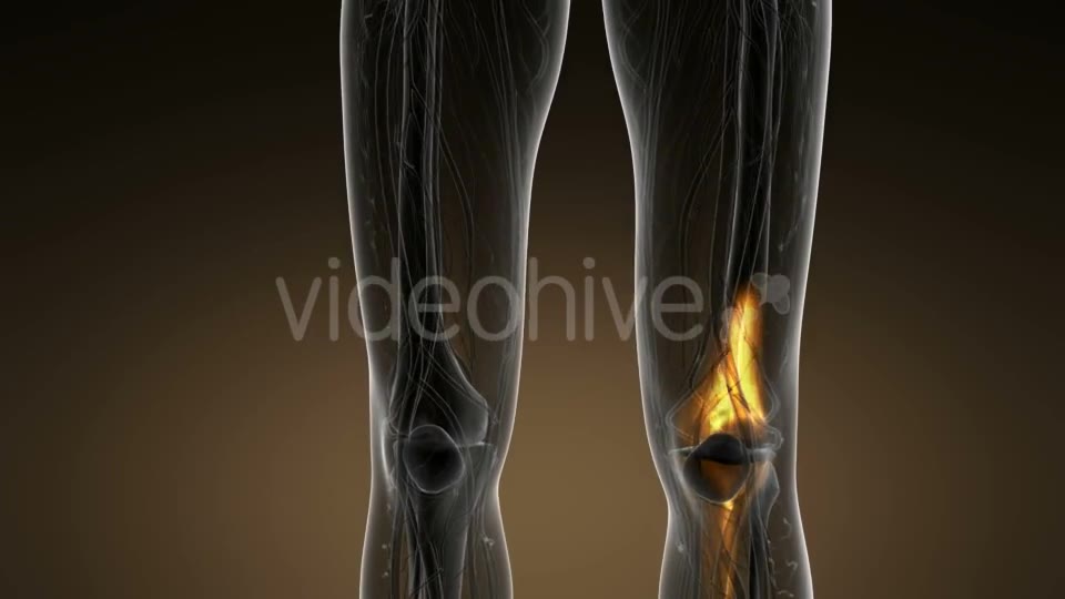Knee Bones Anatomy - Download Videohive 20945458
