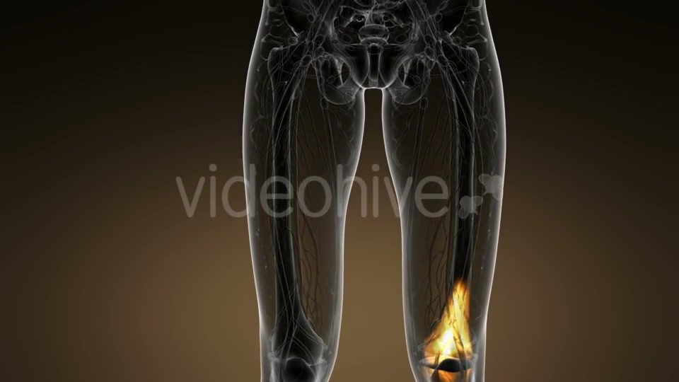 Knee Bones Anatomy - Download Videohive 20945458