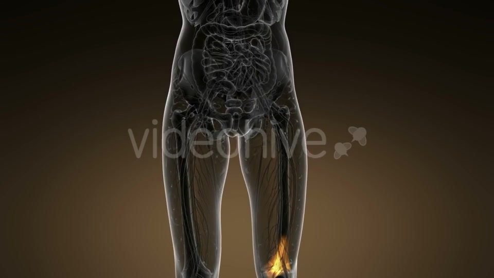 Knee Bones Anatomy - Download Videohive 20945458