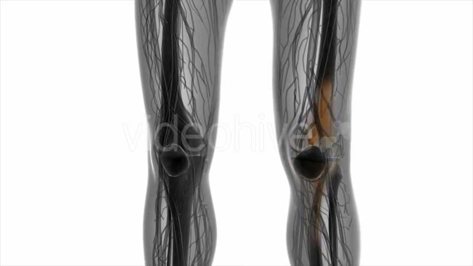 Knee Bones Anatomy - Download Videohive 21082189