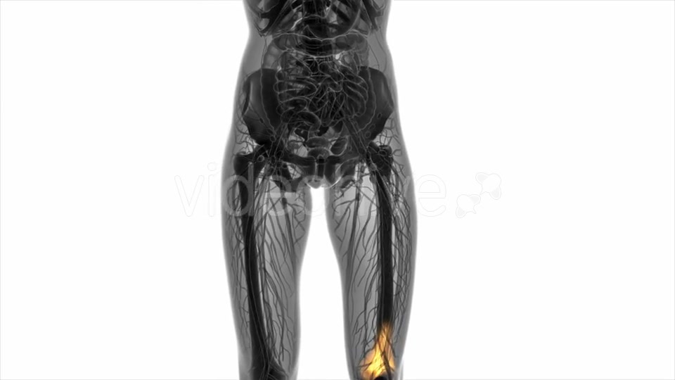 Knee Bones Anatomy - Download Videohive 21082189