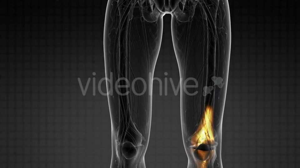 Knee Bones Anatomy - Download Videohive 21082532