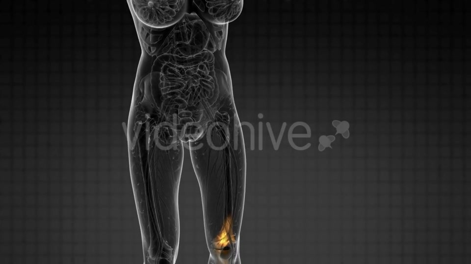 Knee Bones Anatomy - Download Videohive 21082532