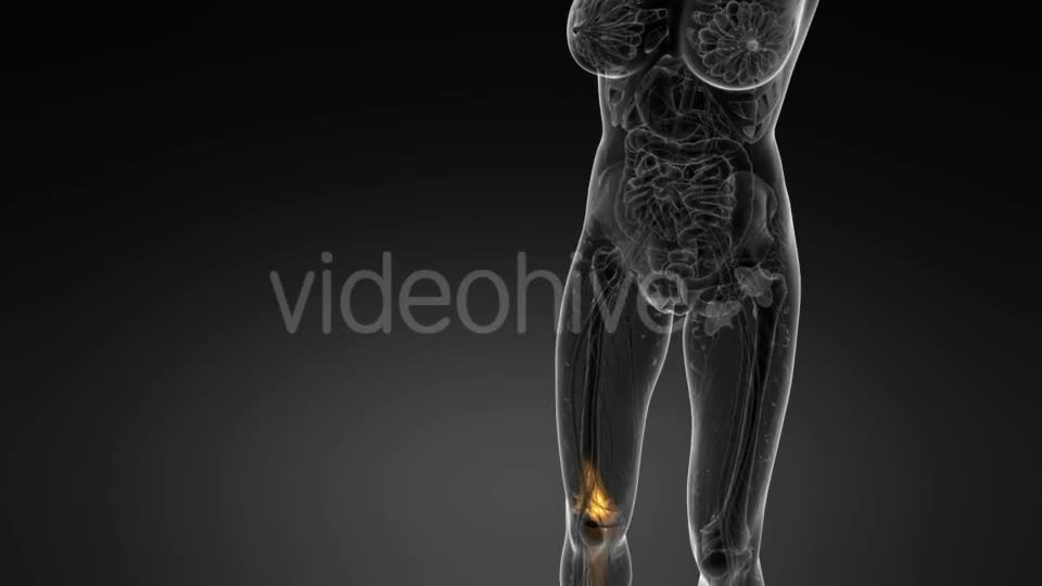 Knee Bones Anatomy - Download Videohive 21094708