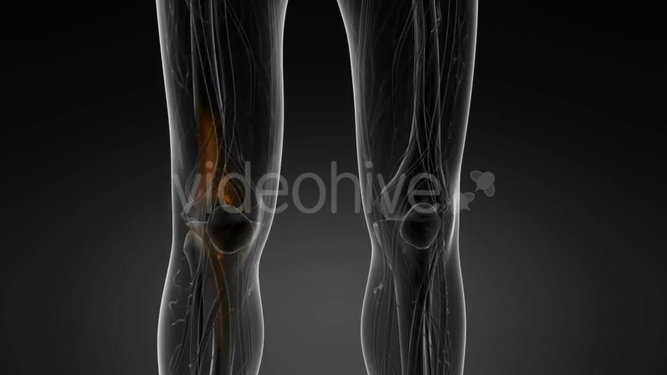 Knee Bones Anatomy - Download Videohive 21094708