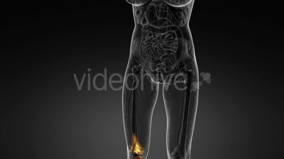 Knee Bones Anatomy - Download Videohive 21094708