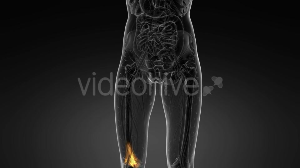 Knee Bones Anatomy - Download Videohive 21094708