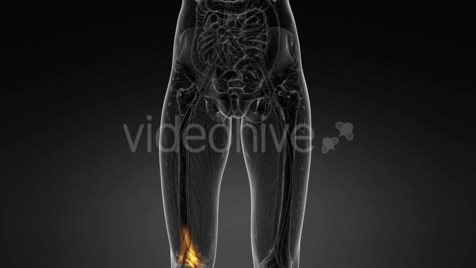 Knee Bones Anatomy - Download Videohive 21094708