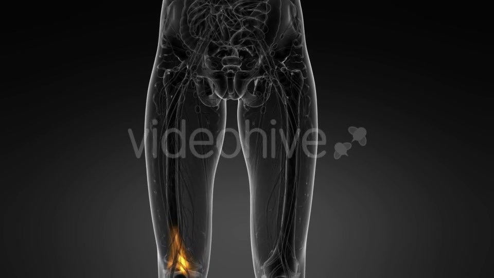 Knee Bones Anatomy - Download Videohive 21094708