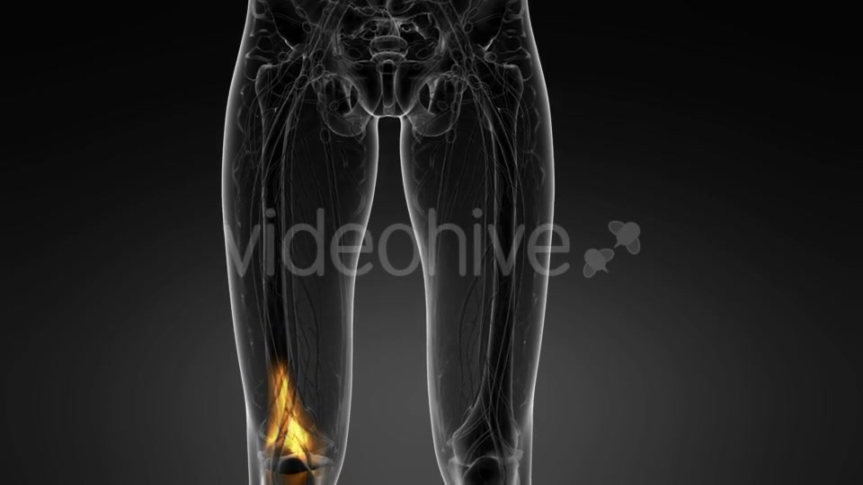 Knee Bones Anatomy - Download Videohive 21094708