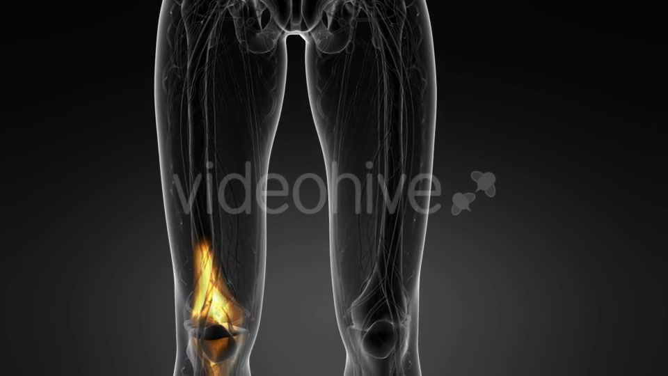 Knee Bones Anatomy - Download Videohive 21094708