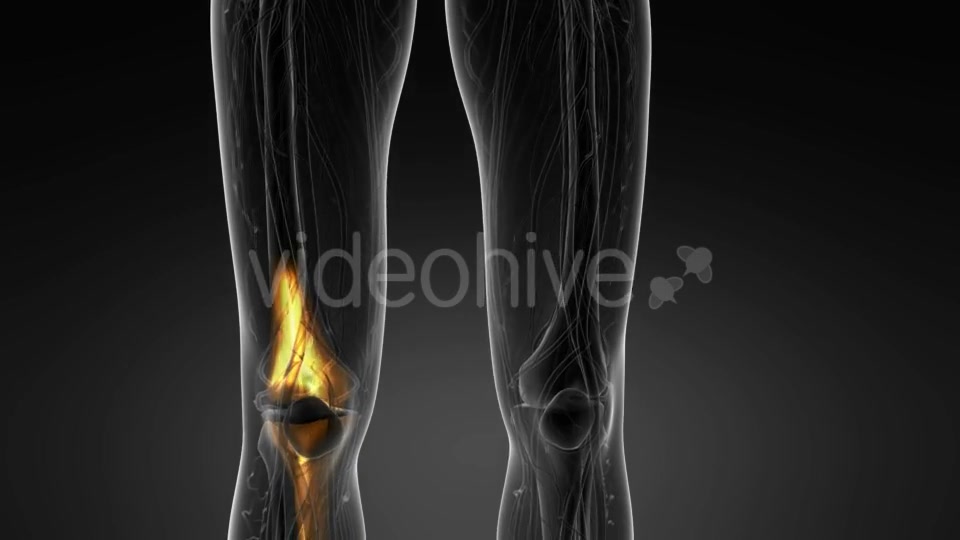 Knee Bones Anatomy - Download Videohive 21094708