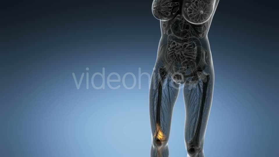 Knee Bones Anatomy - Download Videohive 21166357
