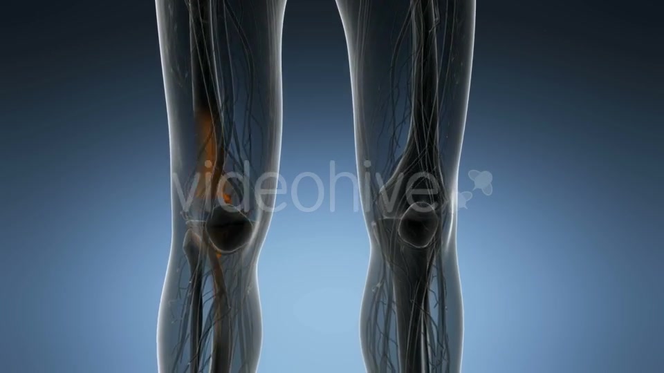 Knee Bones Anatomy - Download Videohive 21166357