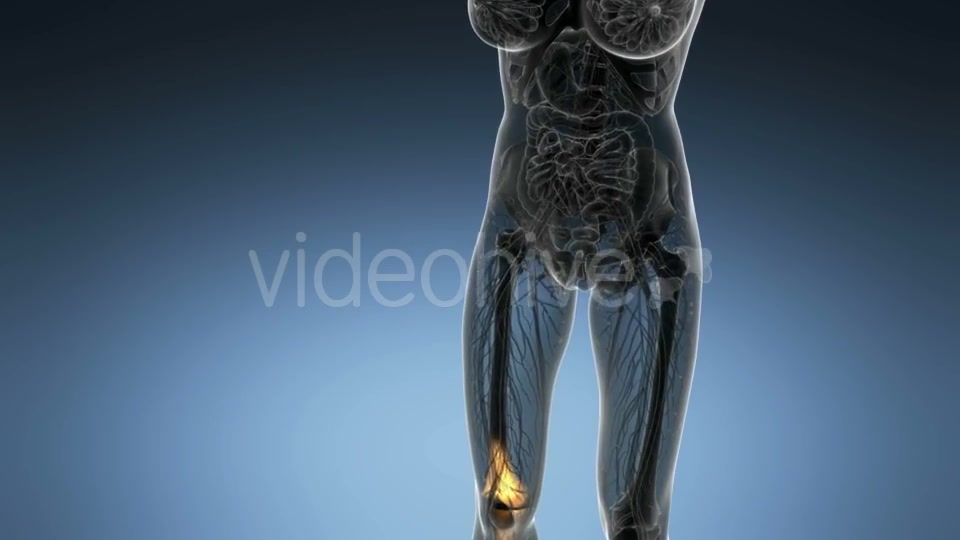 Knee Bones Anatomy - Download Videohive 21166357