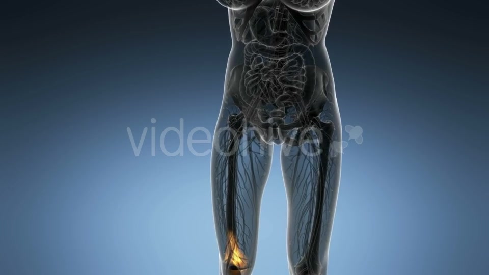 Knee Bones Anatomy - Download Videohive 21166357