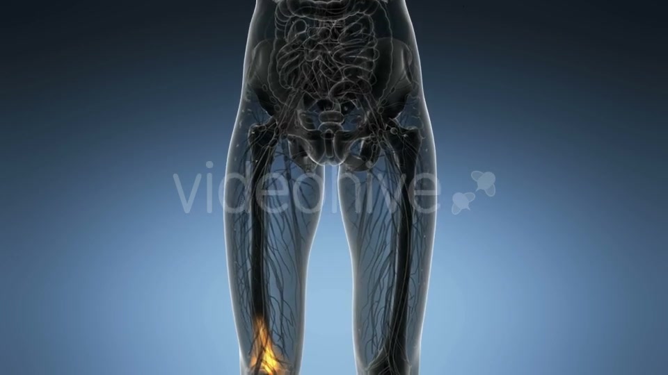 Knee Bones Anatomy - Download Videohive 21166357