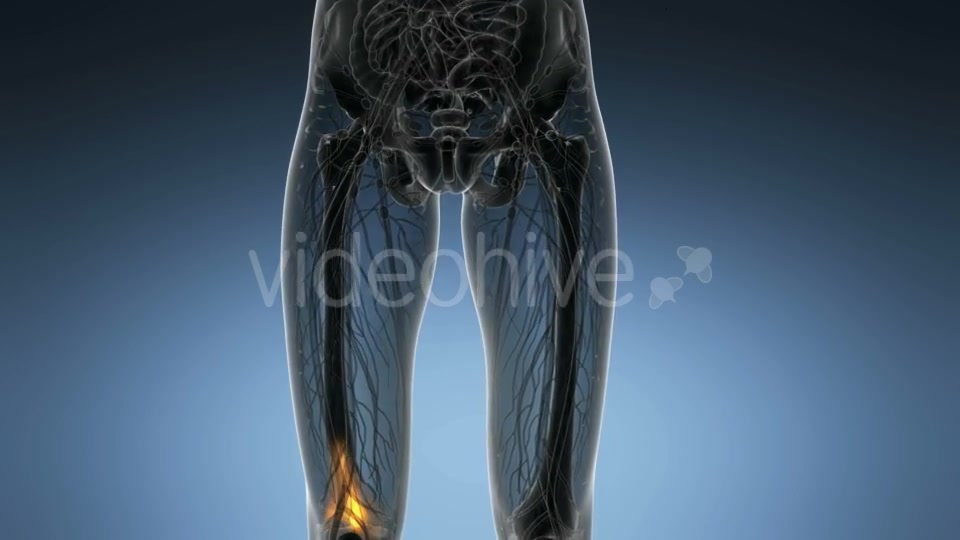 Knee Bones Anatomy - Download Videohive 21166357