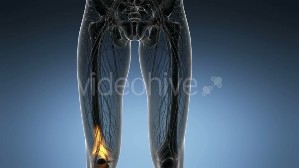 Knee Bones Anatomy - Download Videohive 21166357