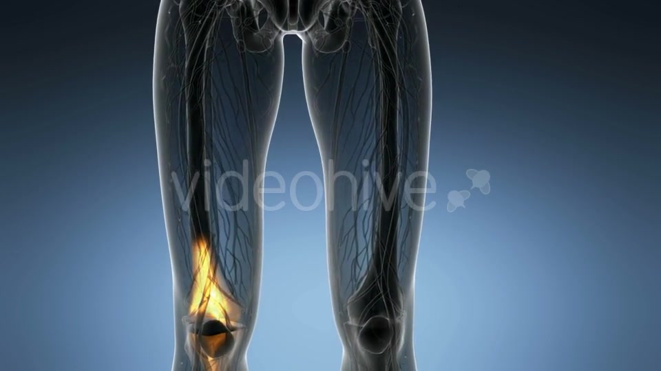 Knee Bones Anatomy - Download Videohive 21166357