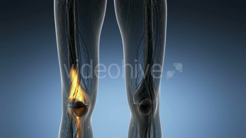 Knee Bones Anatomy - Download Videohive 21166357