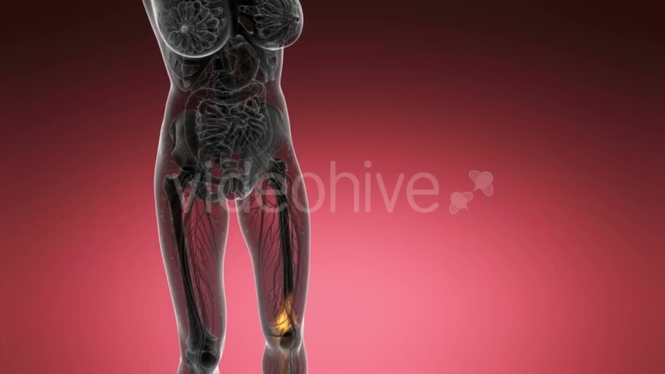 Knee Bones Anatomy - Download Videohive 21204649