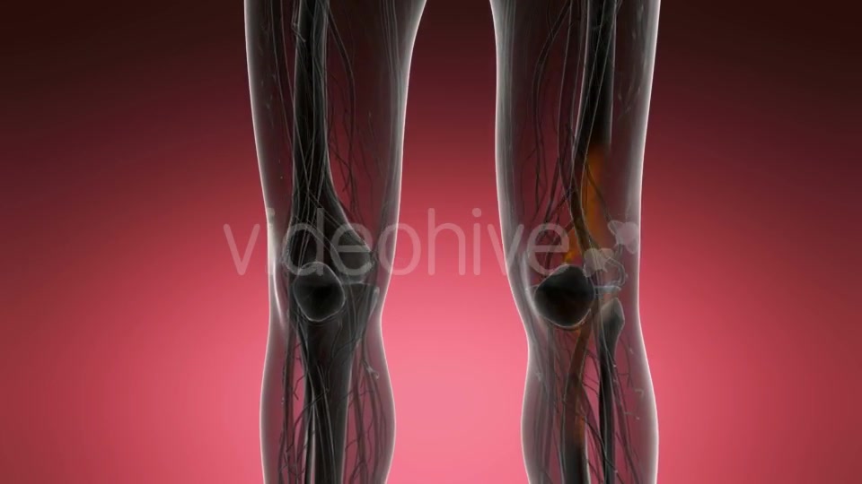 Knee Bones Anatomy - Download Videohive 21204649