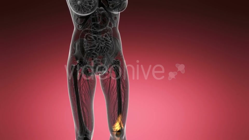 Knee Bones Anatomy - Download Videohive 21204649