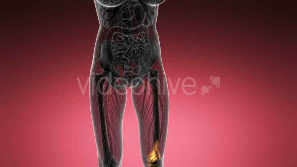 Knee Bones Anatomy - Download Videohive 21204649