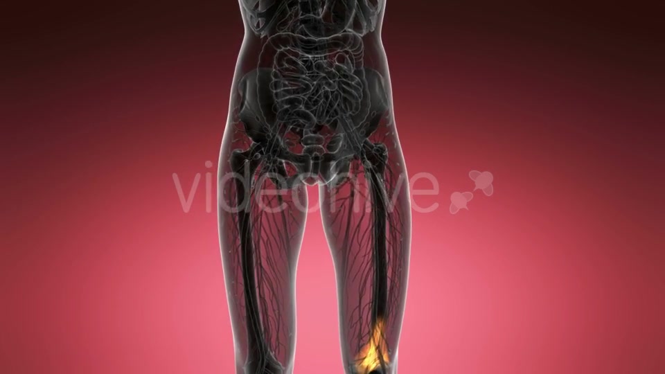 Knee Bones Anatomy - Download Videohive 21204649