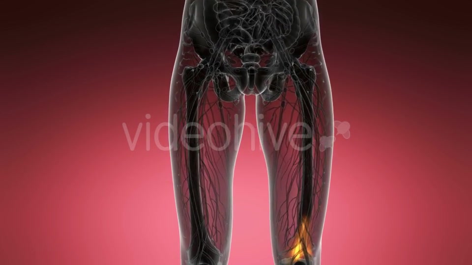 Knee Bones Anatomy - Download Videohive 21204649