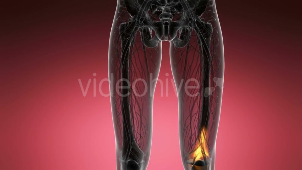 Knee Bones Anatomy - Download Videohive 21204649