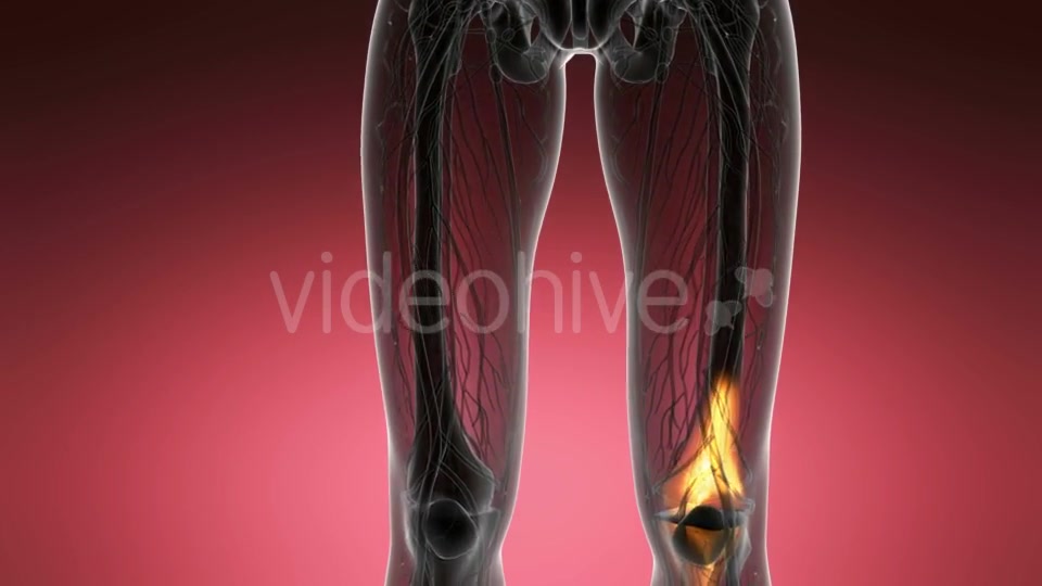 Knee Bones Anatomy - Download Videohive 21204649