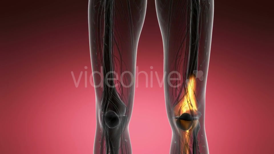 Knee Bones Anatomy - Download Videohive 21204649