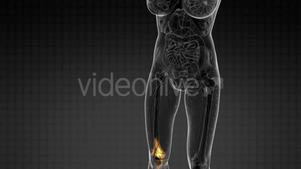Knee Bones Anatomy - Download Videohive 21297551