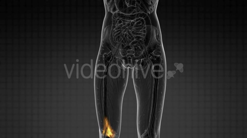 Knee Bones Anatomy - Download Videohive 21297551