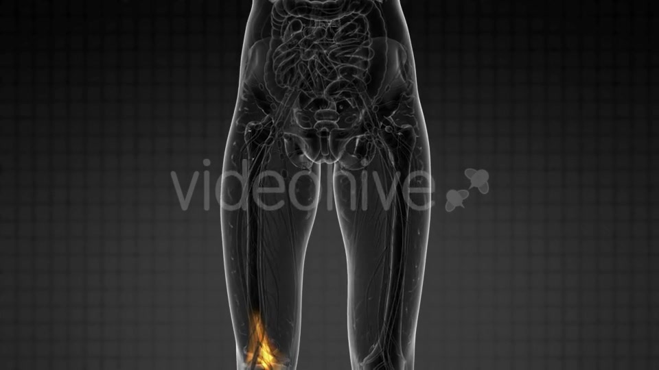 Knee Bones Anatomy - Download Videohive 21297551